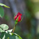 Beautiful little rose bud  screen for extension Chrome web store in OffiDocs Chromium