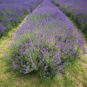 Beautiful long flower bed  screen for extension Chrome web store in OffiDocs Chromium