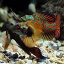 Beautiful mandarin fish with brilliant colors  screen for extension Chrome web store in OffiDocs Chromium