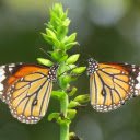 Beautiful pair of butterflies  screen for extension Chrome web store in OffiDocs Chromium