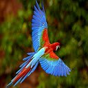 Beautiful Parrot  screen for extension Chrome web store in OffiDocs Chromium