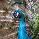 Beautiful peacock  screen for extension Chrome web store in OffiDocs Chromium