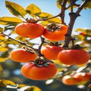 Beautiful persimmon branch wallpaper  screen for extension Chrome web store in OffiDocs Chromium