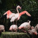 Beautiful Pink Cranes  screen for extension Chrome web store in OffiDocs Chromium