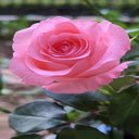beautiful pink rose wallpaper  screen for extension Chrome web store in OffiDocs Chromium