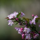 Beautiful purple and pink flower branches  screen for extension Chrome web store in OffiDocs Chromium