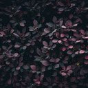 Beautiful purple leaf bush  screen for extension Chrome web store in OffiDocs Chromium