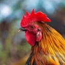 Beautiful red crested rooster  screen for extension Chrome web store in OffiDocs Chromium