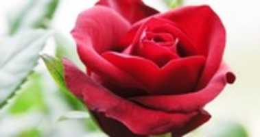 Free download beautiful-red-rose-07 free photo or picture to be edited with GIMP online image editor