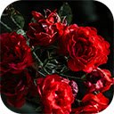 beautiful red roses  screen for extension Chrome web store in OffiDocs Chromium