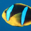 Beautiful Sea Fish  screen for extension Chrome web store in OffiDocs Chromium