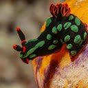 Beautiful sea snails  screen for extension Chrome web store in OffiDocs Chromium