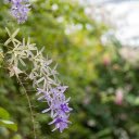 Beautiful small bunch of purple flowers  screen for extension Chrome web store in OffiDocs Chromium