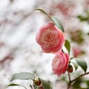 Beautiful tea rose branches  screen for extension Chrome web store in OffiDocs Chromium