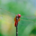 Beautiful thin winged chili dragonfly  screen for extension Chrome web store in OffiDocs Chromium