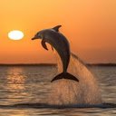 Beautiful whale wallpaper  screen for extension Chrome web store in OffiDocs Chromium