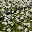 Beautiful white chrysanthemum field  screen for extension Chrome web store in OffiDocs Chromium