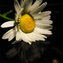 Beautiful White Daisy  screen for extension Chrome web store in OffiDocs Chromium