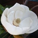 Beautiful white flower  screen for extension Chrome web store in OffiDocs Chromium