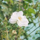 Beautiful white rose  screen for extension Chrome web store in OffiDocs Chromium