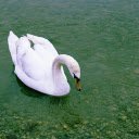 Beautiful White Swan  screen for extension Chrome web store in OffiDocs Chromium