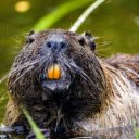 Beaver  screen for extension Chrome web store in OffiDocs Chromium