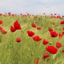 Bed of Red Petaled Flowers  screen for extension Chrome web store in OffiDocs Chromium