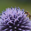 Bee and flower  screen for extension Chrome web store in OffiDocs Chromium