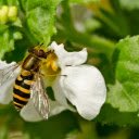Bee and white flower  screen for extension Chrome web store in OffiDocs Chromium