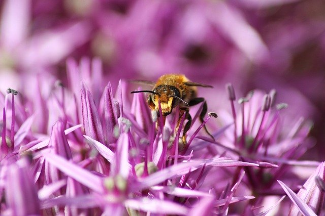Free download bee animal insect pollen nature free picture to be edited with GIMP free online image editor
