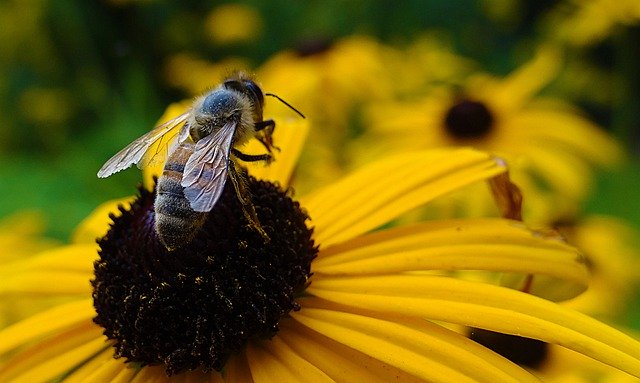 Faça o download gratuito da imagem gratuita do néctar de susan de olhos pretos de abelha para ser editada com o editor de imagens on-line gratuito do GIMP