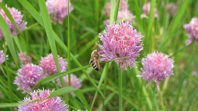 무료 다운로드 Bee Chives Herbs - 무료 사진 또는 김프 온라인 이미지 편집기로 편집할 수 있는 사진
