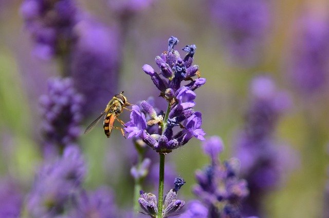 Bezpłatne pobieranie Bee Flower Lavender - bezpłatne zdjęcie lub obraz do edycji za pomocą internetowego edytora obrazów GIMP