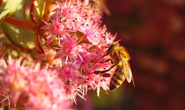 Free download bee flowers stonecrop honey bee free picture to be edited with GIMP free online image editor