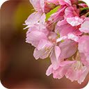 bee flying near beautiful pink blossom garden  screen for extension Chrome web store in OffiDocs Chromium