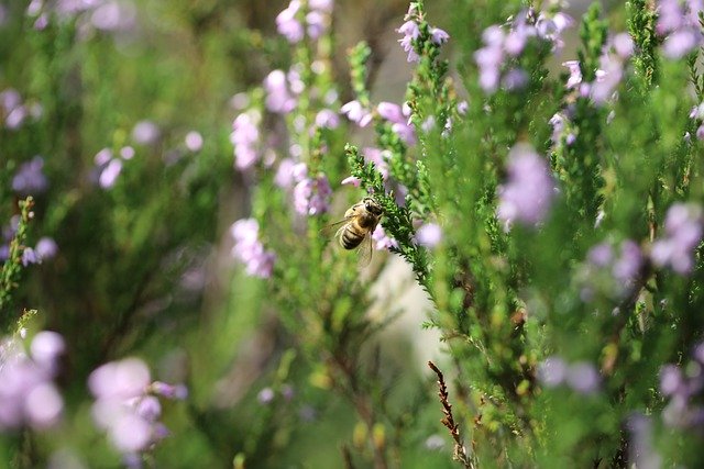 Free download bee heather flower insect free picture to be edited with GIMP free online image editor