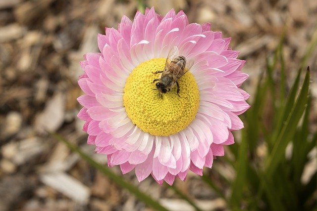 Скачать бесплатно пчела медоносная пчела цветок насекомое бесплатное изображение для редактирования с помощью бесплатного онлайн-редактора изображений GIMP