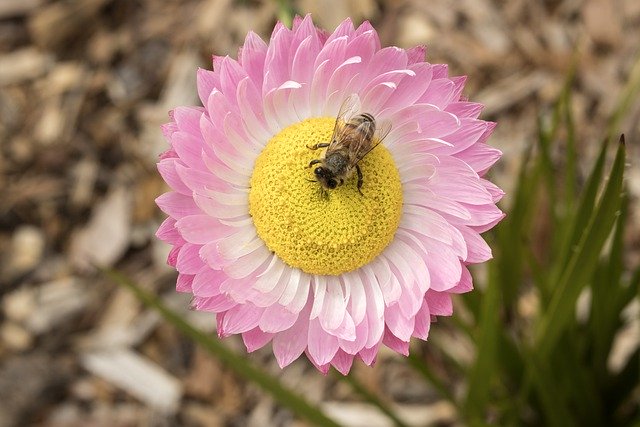 Free download bee honey bee flower insect free picture to be edited with GIMP free online image editor