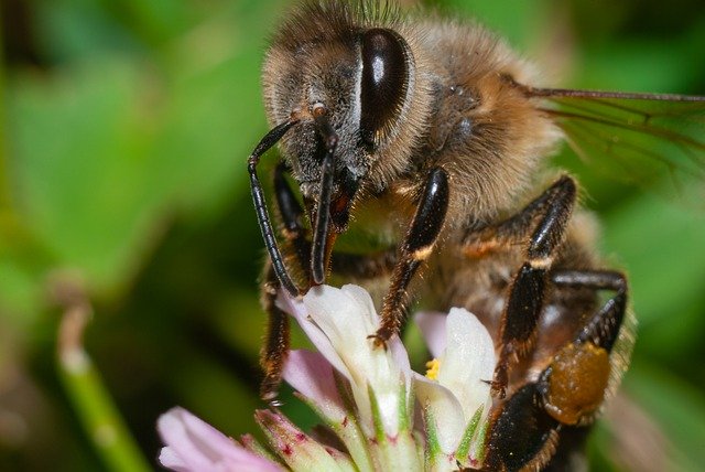 Scarica gratis l'immagine gratis del polline della natura dell'insetto del miele dell'ape da modificare con l'editor di immagini online gratuito di GIMP