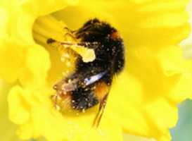 Free download Bee In Daff free photo or picture to be edited with GIMP online image editor
