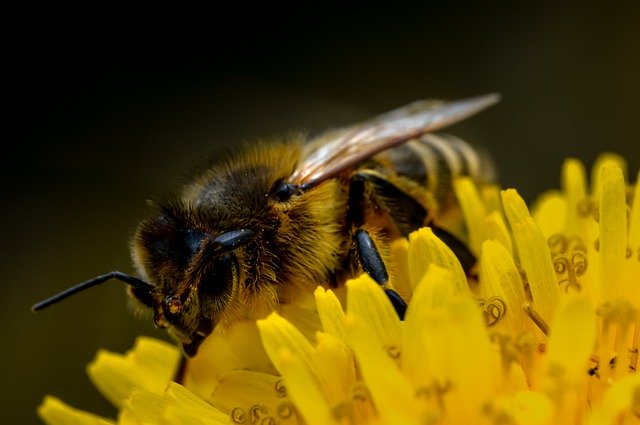 Free download bee insect flower macro close up free picture to be edited with GIMP free online image editor