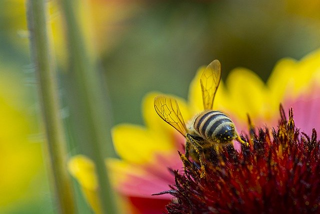 Free download bee insect flower wings pollen free picture to be edited with GIMP free online image editor