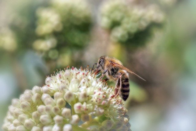 Free download bee insects nectar flower free picture to be edited with GIMP free online image editor