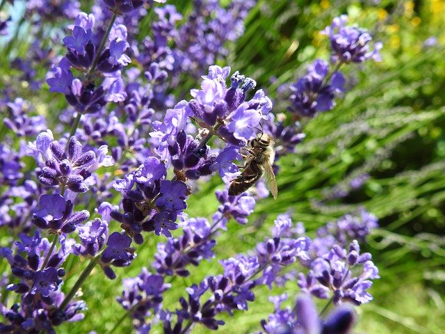 Download gratuito Bee Lavender Flowers - foto o immagine gratuita da modificare con l'editor di immagini online di GIMP