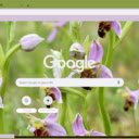 Bee Orchid  screen for extension Chrome web store in OffiDocs Chromium