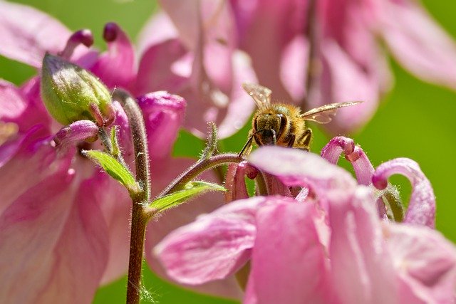 Free download bee pink flowers pollination insect free picture to be edited with GIMP free online image editor