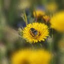Bees and flies looking for honey  screen for extension Chrome web store in OffiDocs Chromium