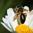 Bees and Flowers  screen for extension Chrome web store in OffiDocs Chromium