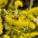Bees and yellow flowers  screen for extension Chrome web store in OffiDocs Chromium
