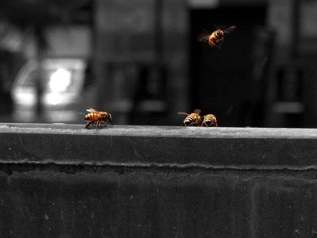 ດາວ​ໂຫຼດ​ຟຣີ Bees Bee Pollen - ຮູບ​ພາບ​ຟຣີ​ຟຣີ​ຫຼື​ຮູບ​ພາບ​ທີ່​ຈະ​ໄດ້​ຮັບ​ການ​ແກ້​ໄຂ​ກັບ GIMP ອອນ​ໄລ​ນ​໌​ບັນ​ນາ​ທິ​ການ​ຮູບ​ພາບ​